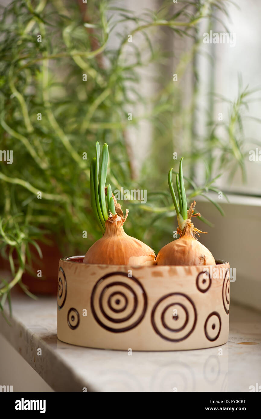 Le cipolle con la germogliazione verdi, verdure impostato in una piccola ciotola con acqua in fiore decorativo piantatrice e rosmarino arbusto. Foto Stock