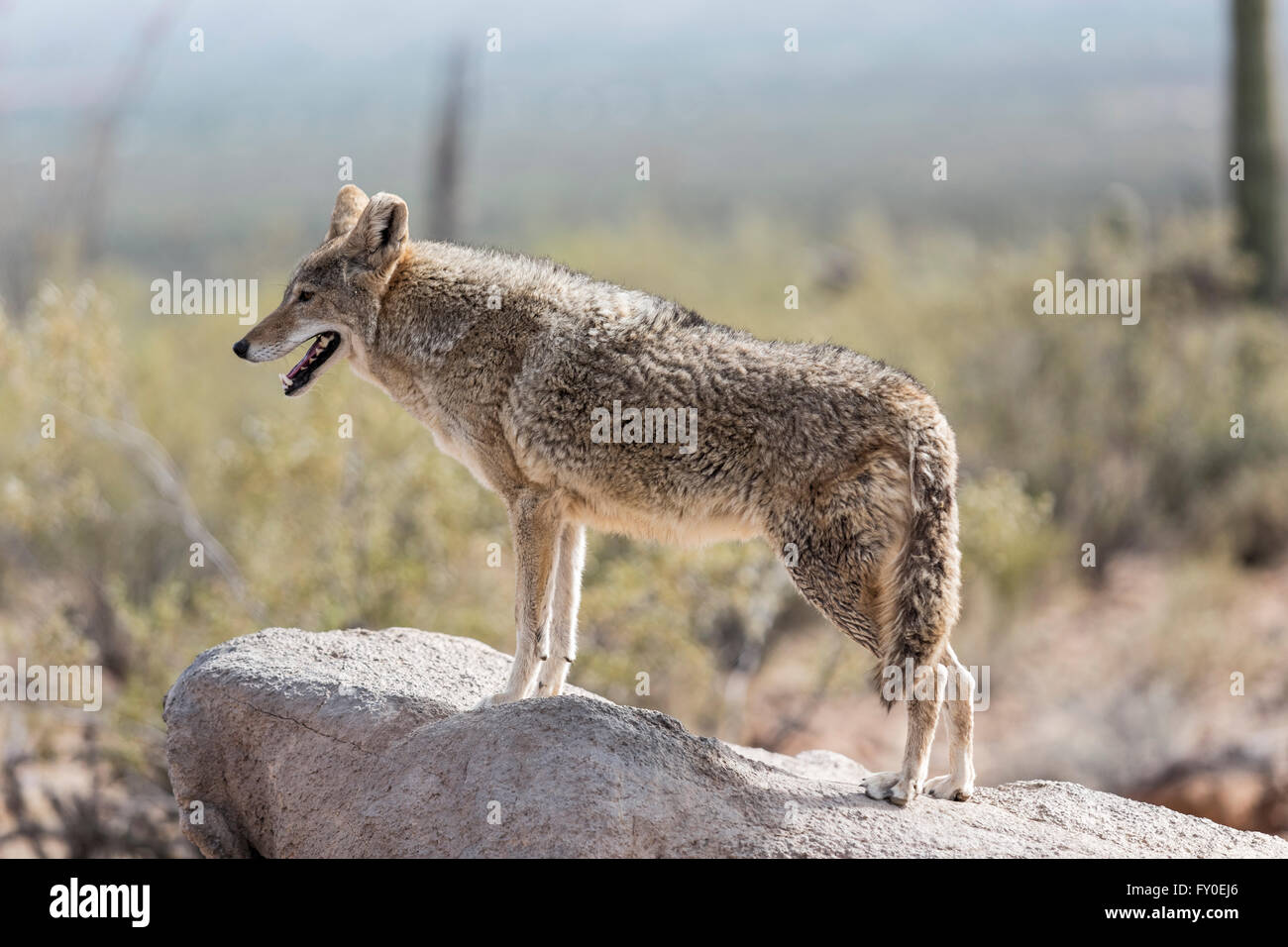 Coyote (Canis latrans), Deserto Sonoran, Arizona Foto Stock