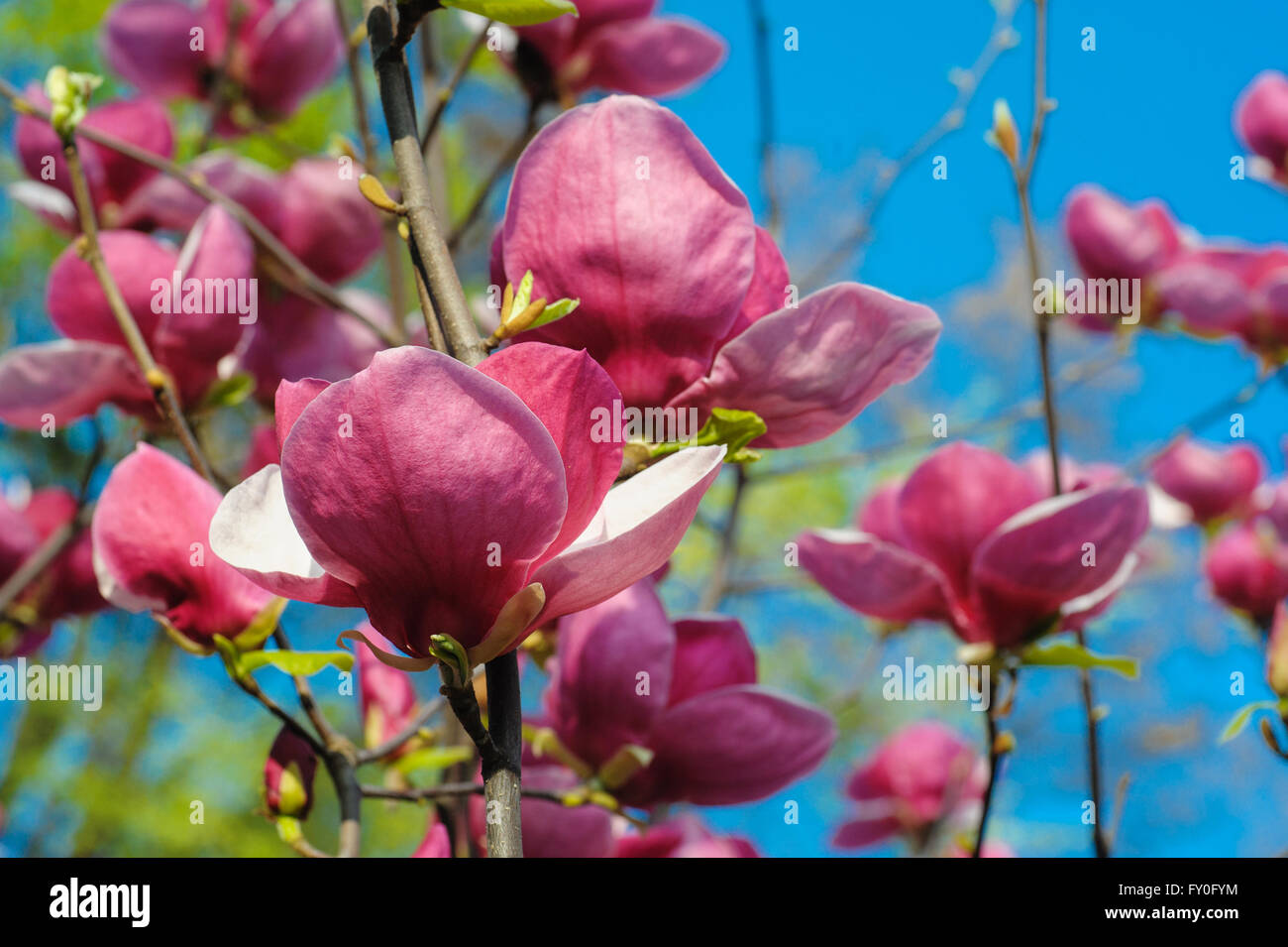 Vista ravvicinata della fioritura viola magnolia nella primavera del giardino botanico Foto Stock