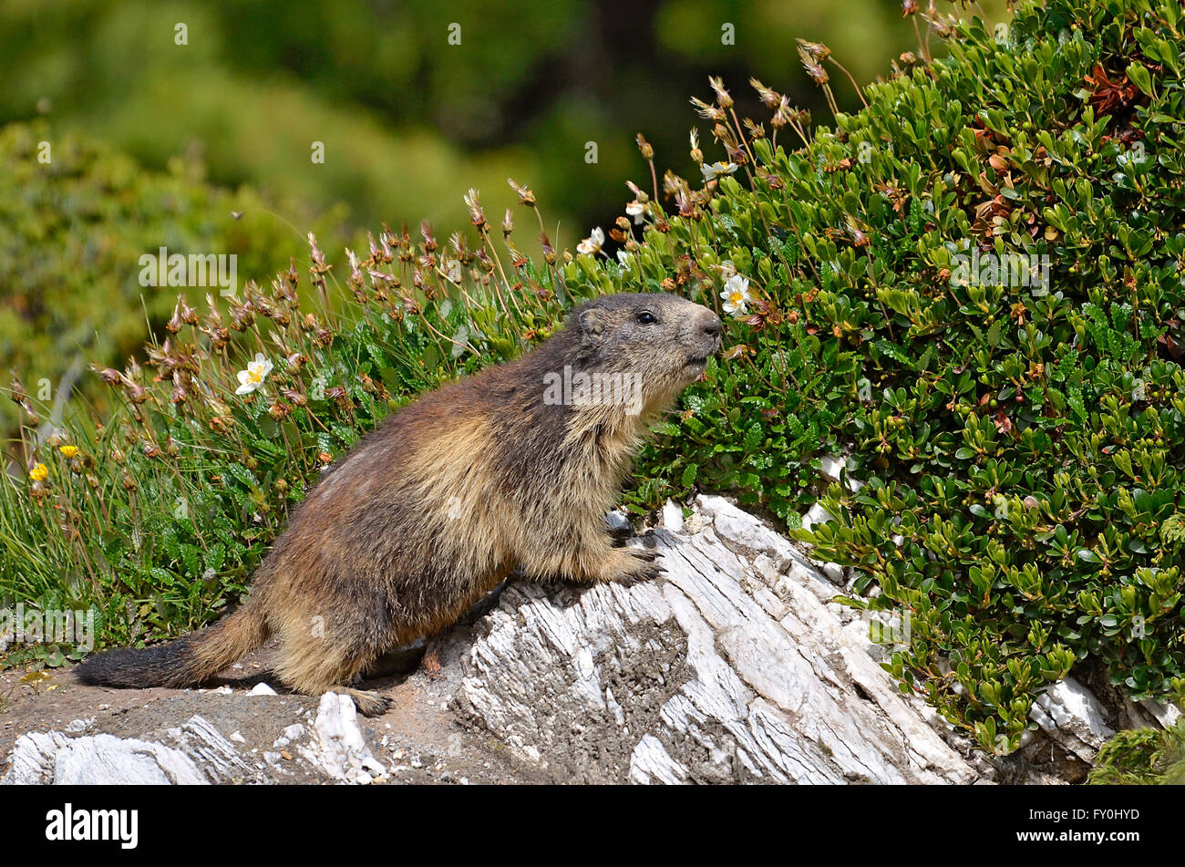 Alpine marmotta (Marmota marmota) su roccia, nelle Alpi francesi, Savoie department a La Plagne Foto Stock