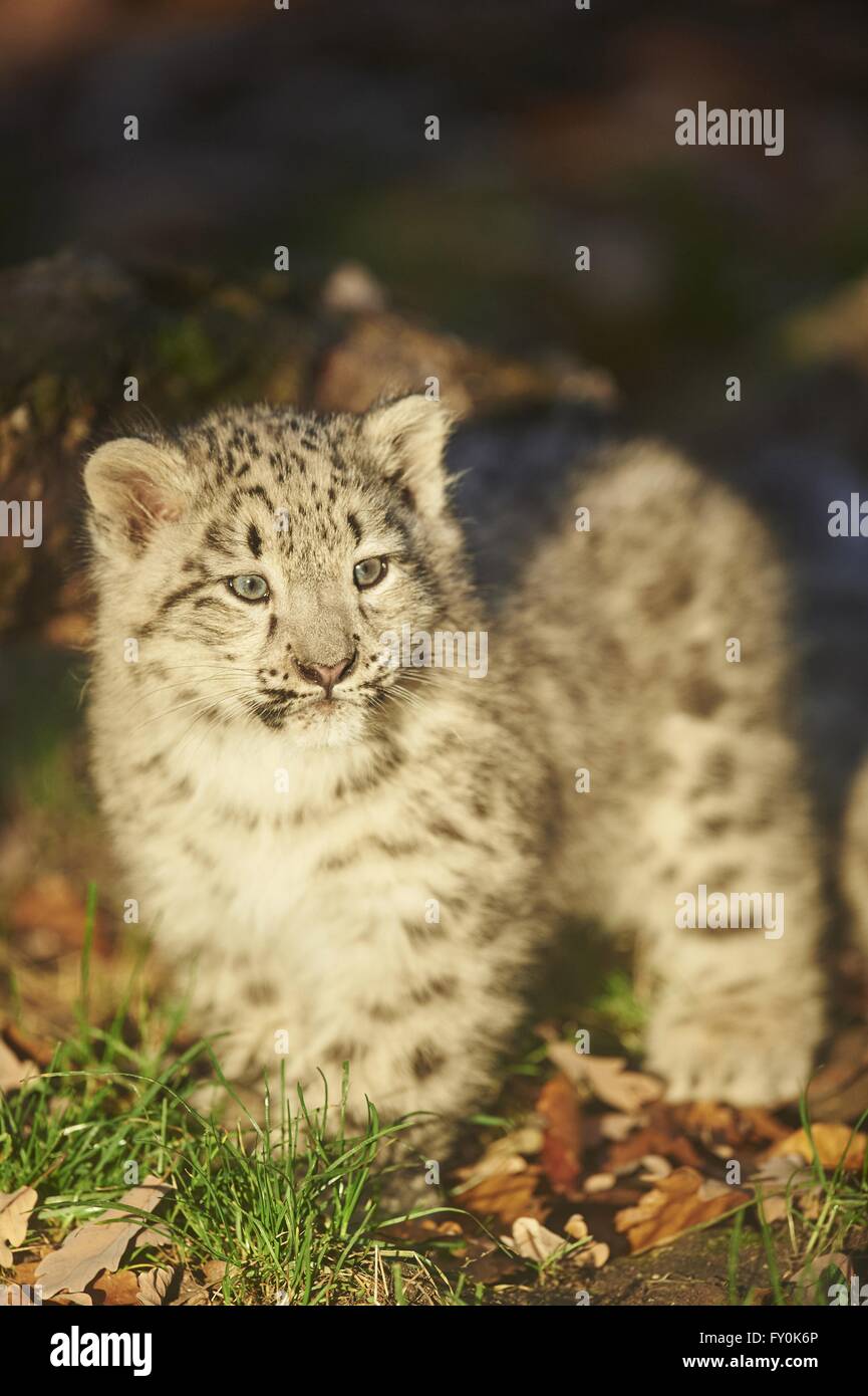 leopardo delle nevi Foto Stock