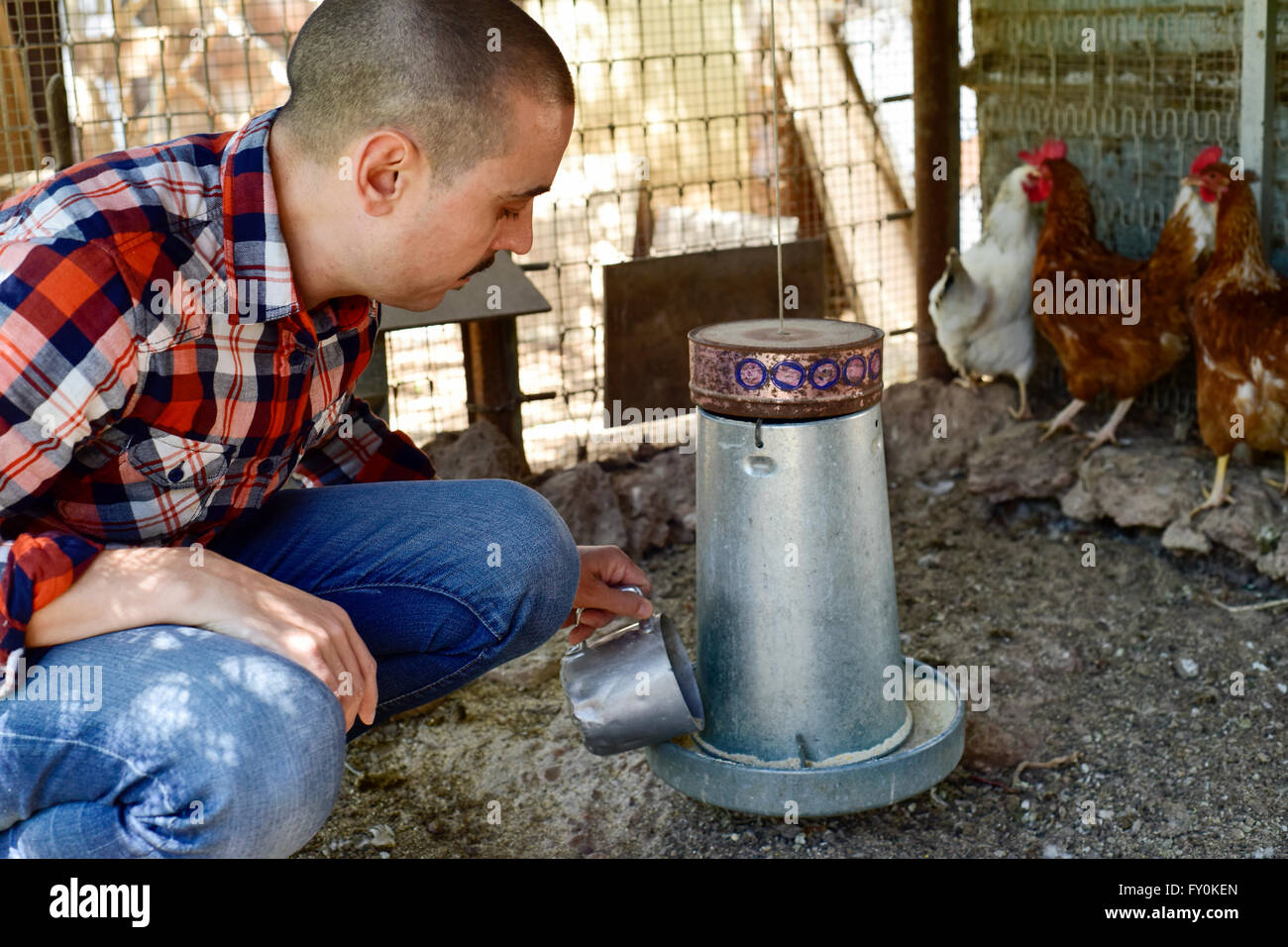 Primo piano di un giovane agricoltore caucasica uomo che indossa un plaid shirt alimentando le galline in un pollaio Foto Stock