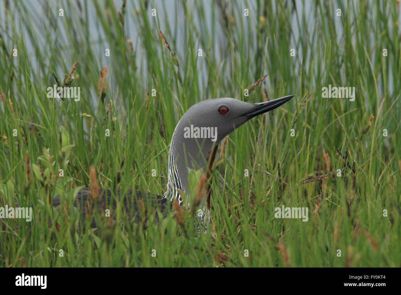 Rosso-throated diver Foto Stock