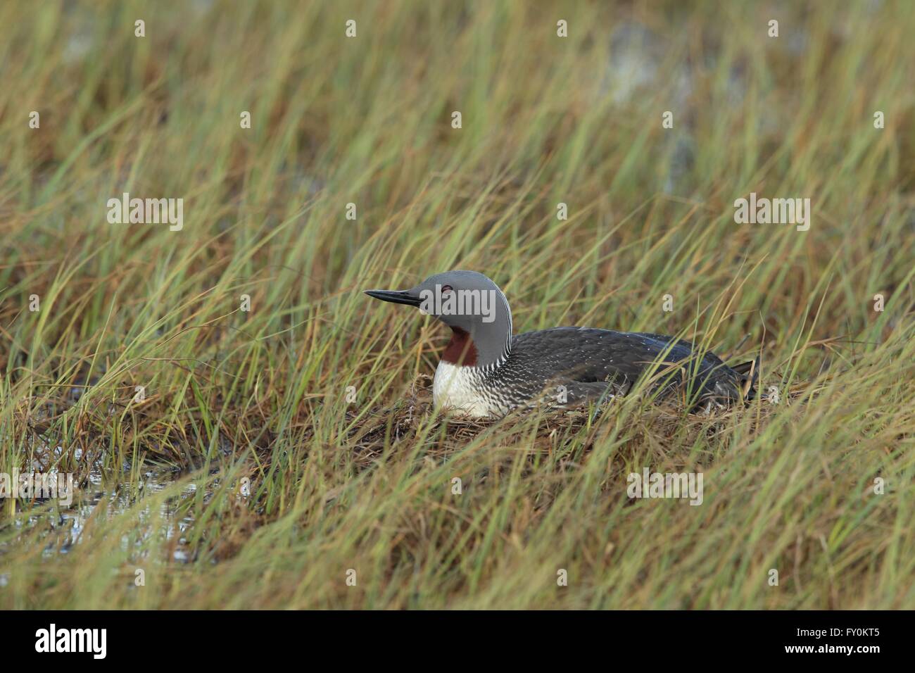 Rosso-throated diver Foto Stock