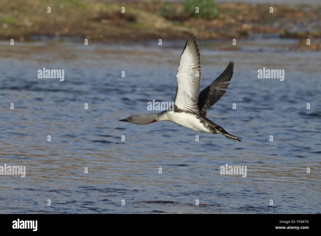 Rosso-throated diver Foto Stock