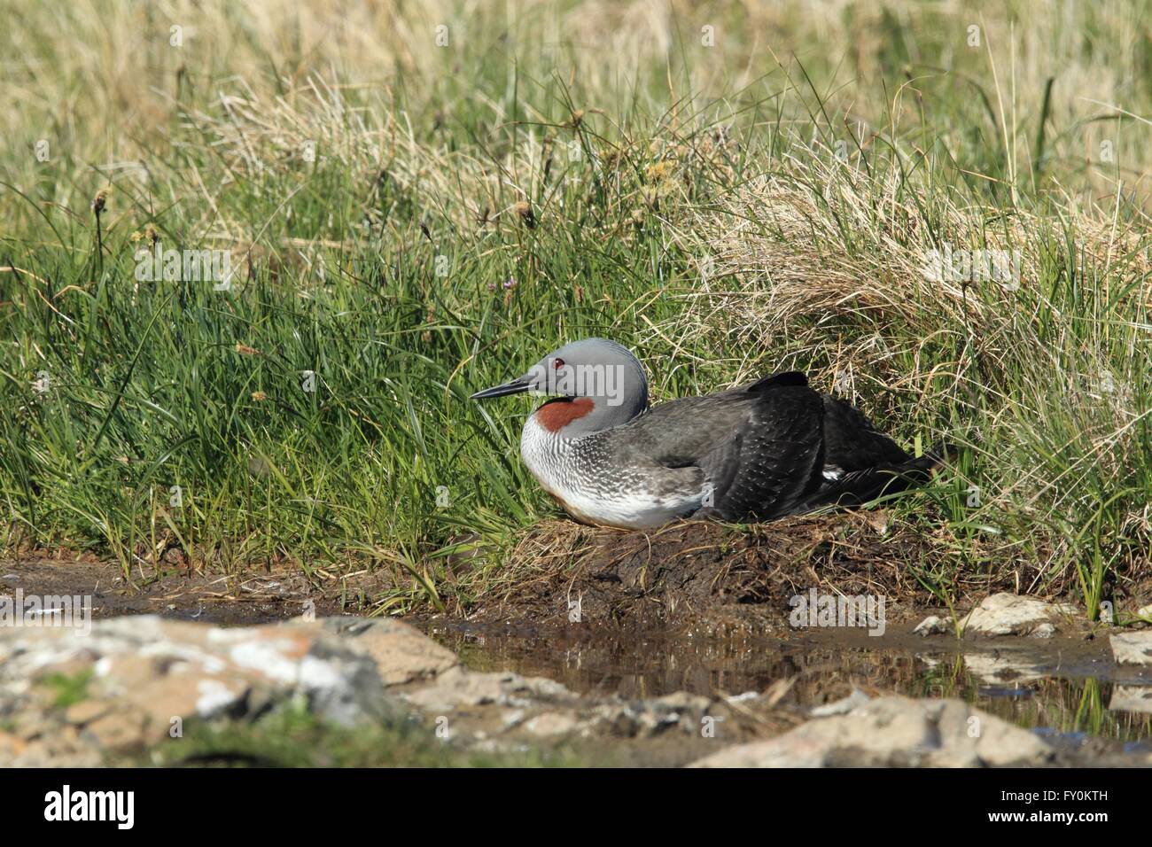 Rosso-throated diver Foto Stock
