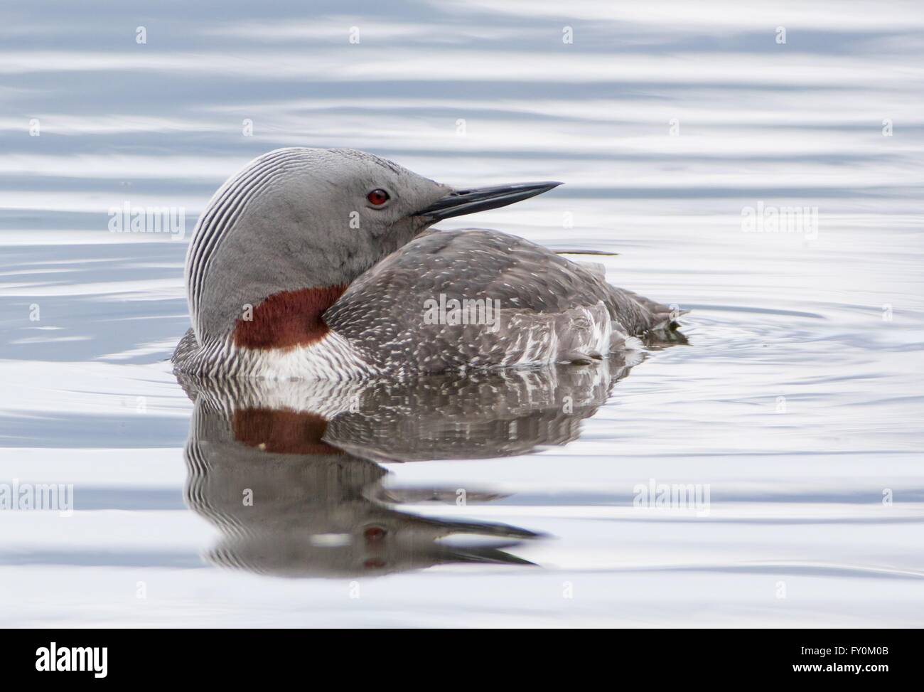 Rosso-throated diver Foto Stock