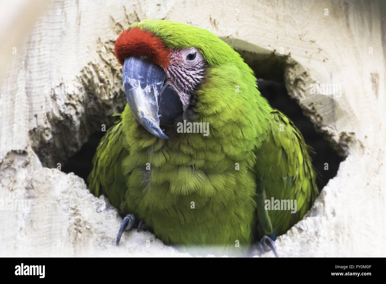 Grande green macaw Foto Stock