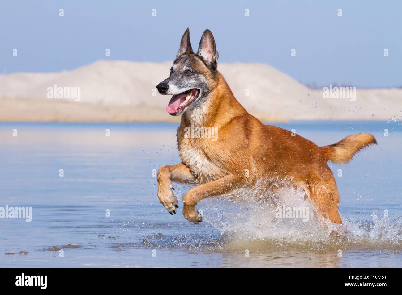 Esecuzione di Malinois Foto Stock