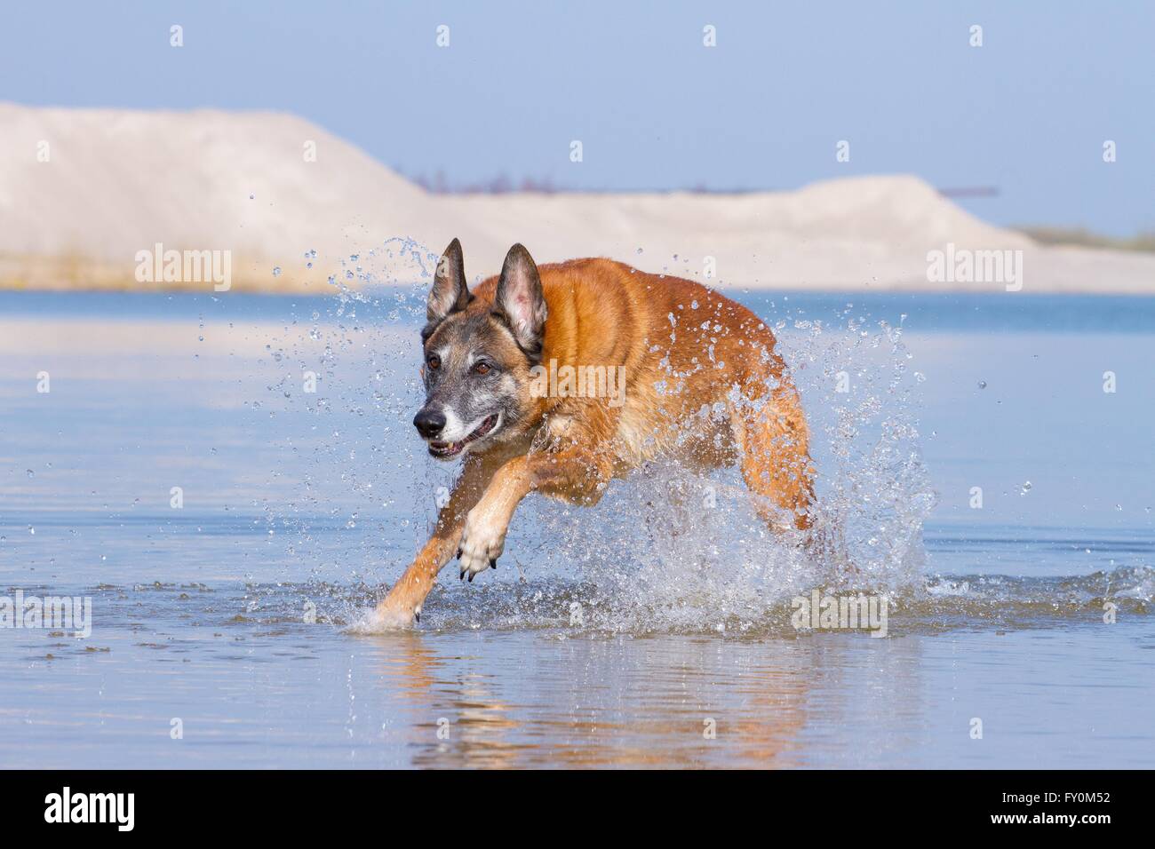 Esecuzione di Malinois Foto Stock