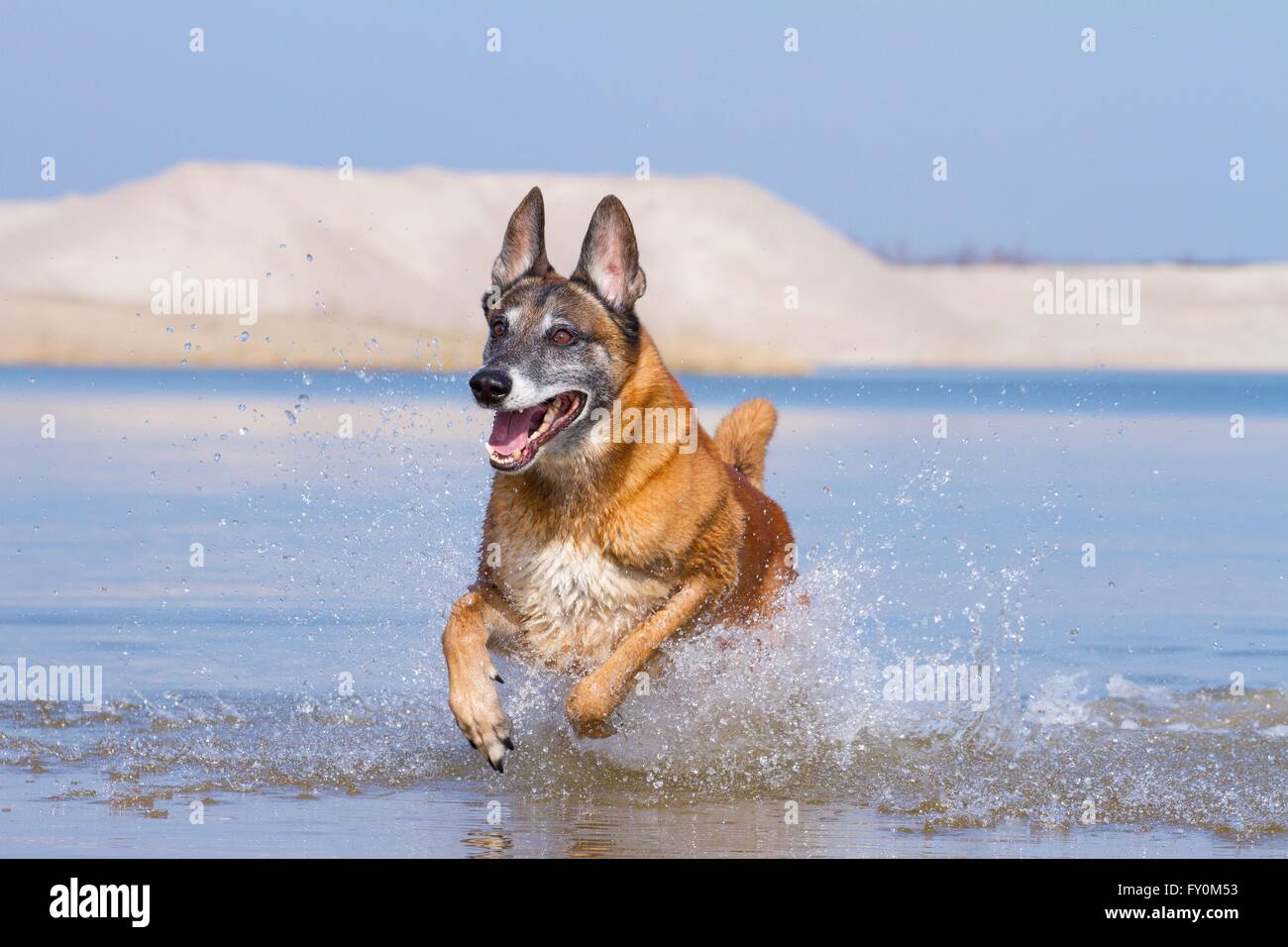 Esecuzione di Malinois Foto Stock