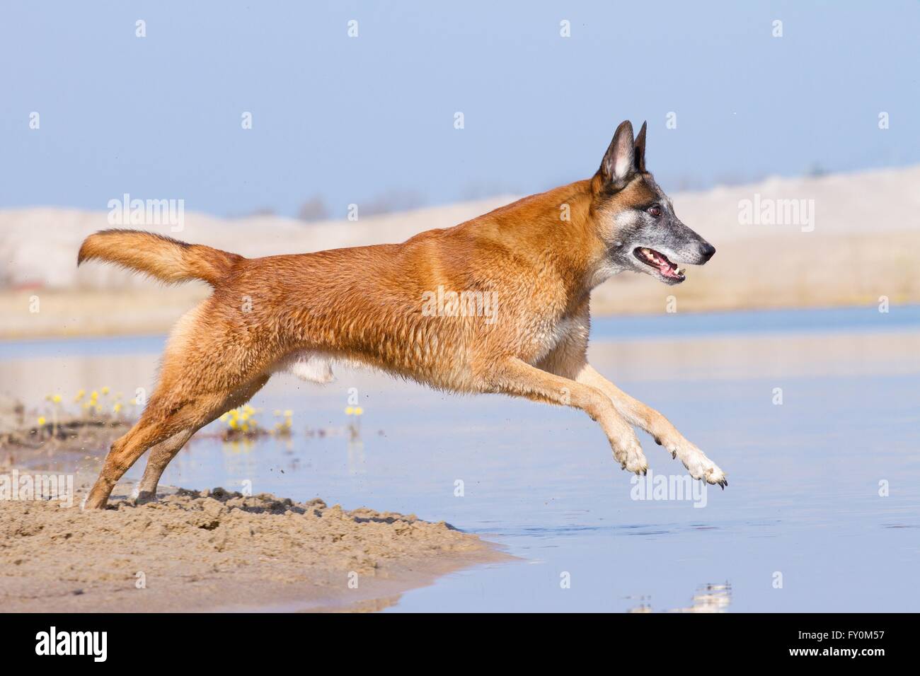 Esecuzione di Malinois Foto Stock