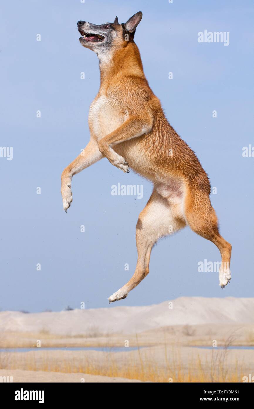 Jumping Malinois Foto Stock