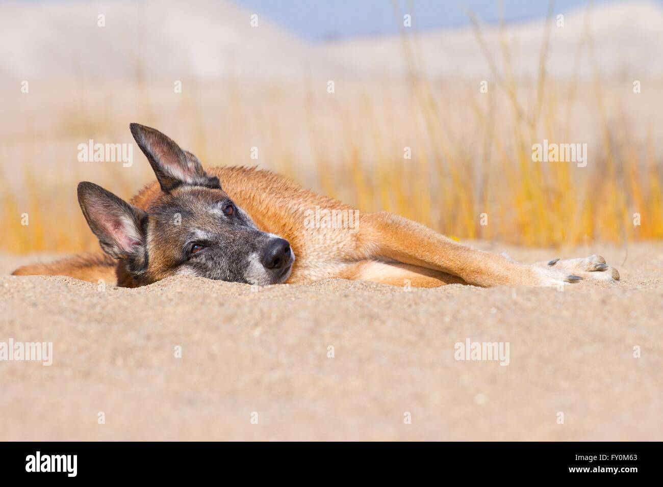 Malinois bugiardo Foto Stock