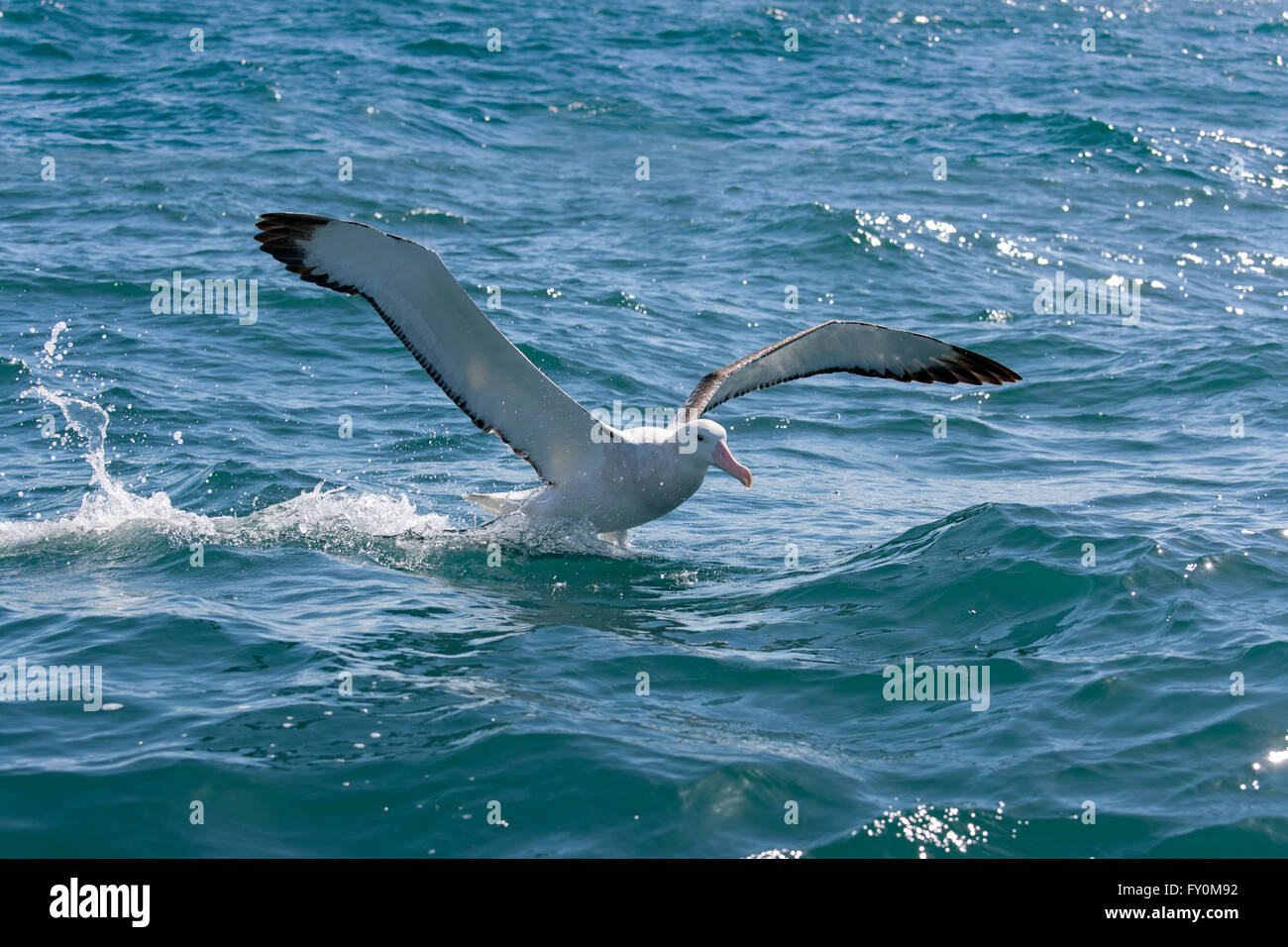 Albatro errante Diomedea exulans Kaikoura Nuova Zelanda Foto Stock