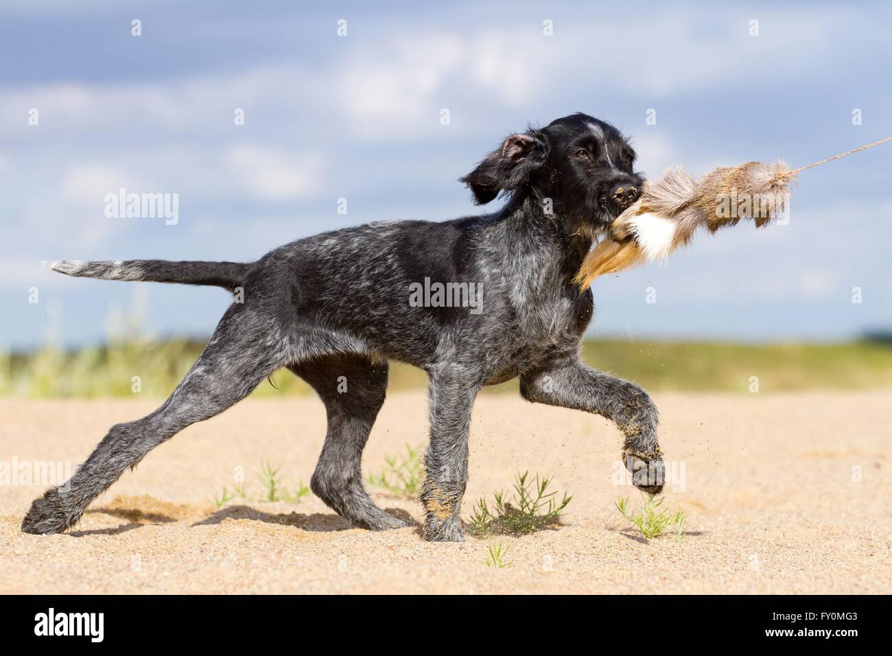 Giovane tedesco wirehaired puntatore Foto Stock