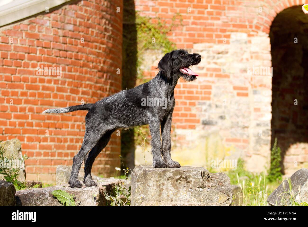 Giovane tedesco wirehaired puntatore Foto Stock