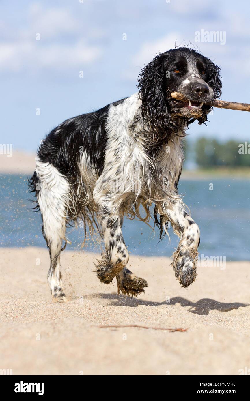 Riproduzione di English Springer Spaniel Foto Stock