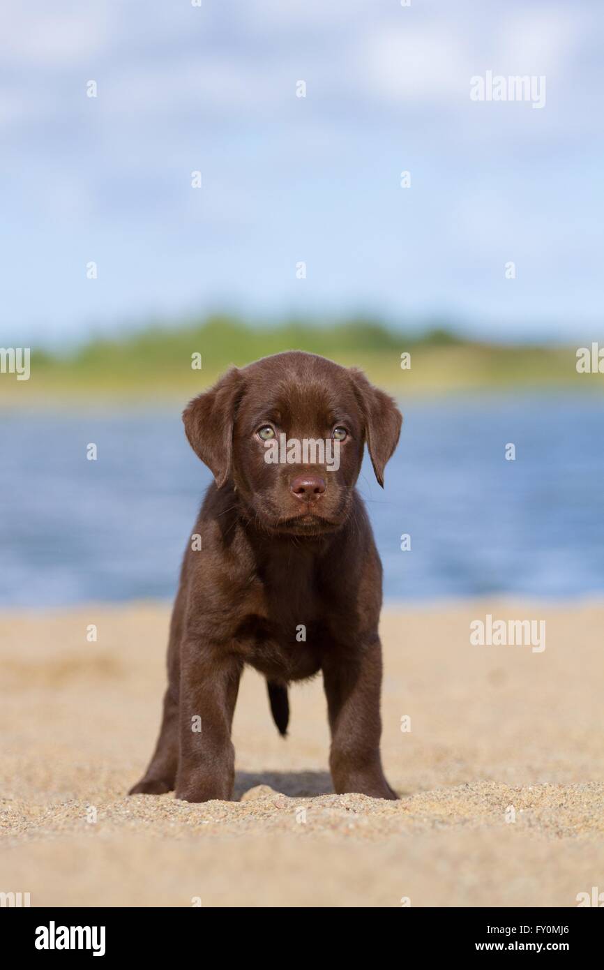 Set Di 4 Sottobicchieri Con Labrador Cioccolato - 9,5x9,5 Cm, Retro In Sughero, Stampe Lucide, Regalo Per Amanti Dei Cani - 2