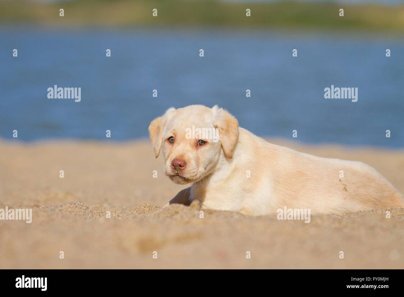 Il Labrador Retriever cucciolo Foto Stock