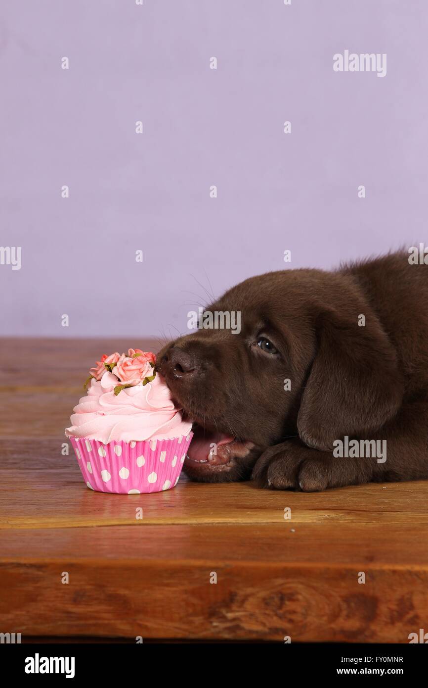 Il Labrador Retriever cucciolo Foto Stock