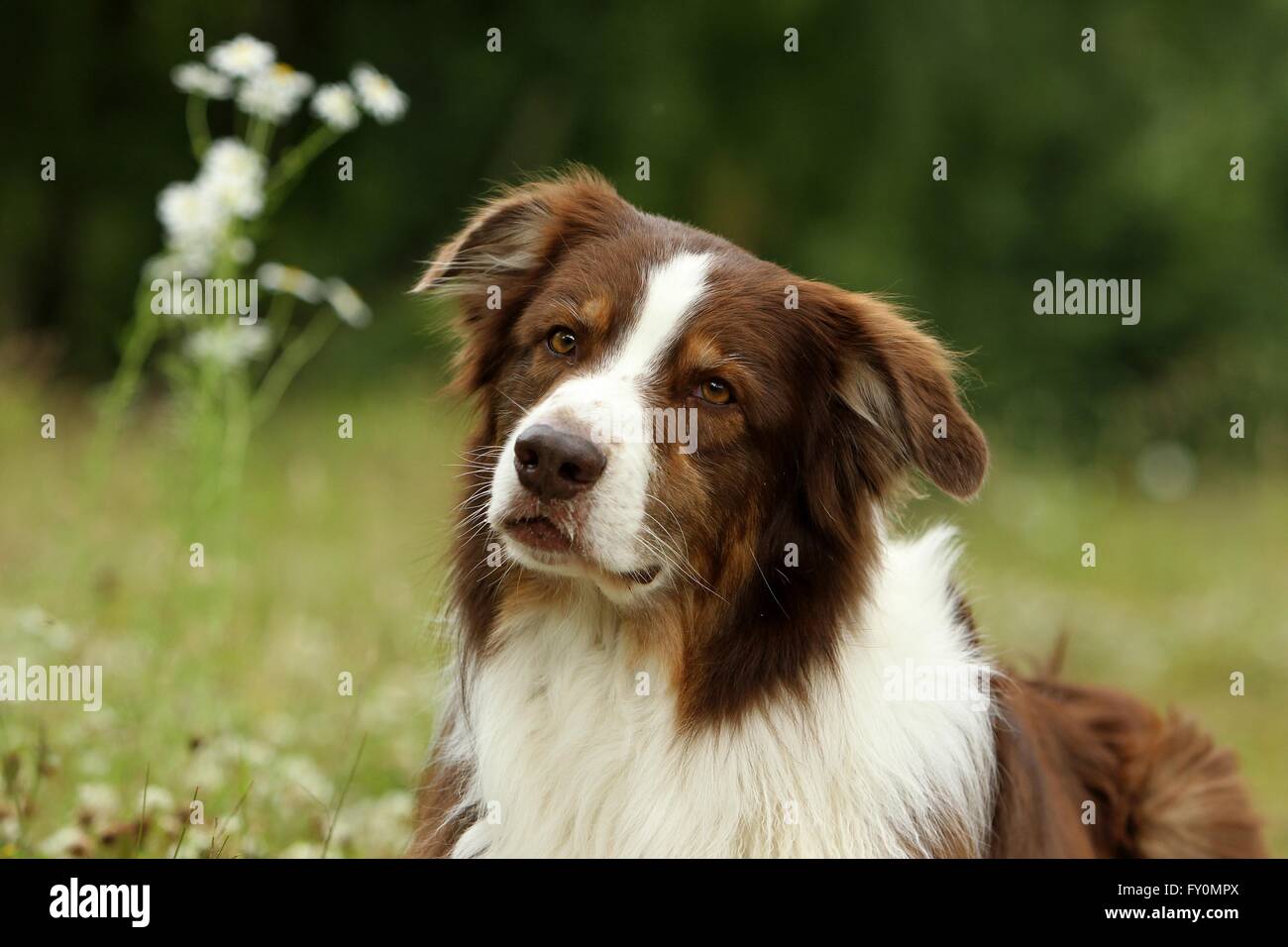 Australian Shepherd ritratto Foto Stock
