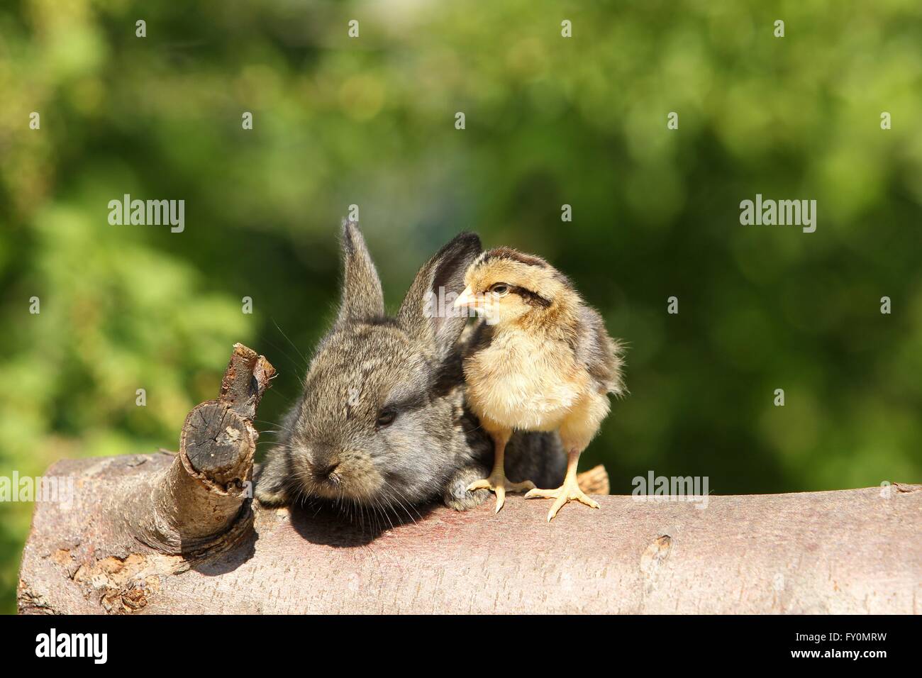 amici animali Foto Stock