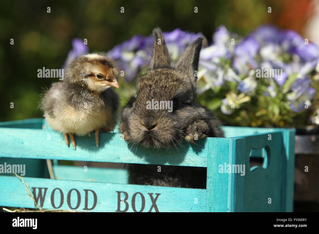amici animali Foto Stock