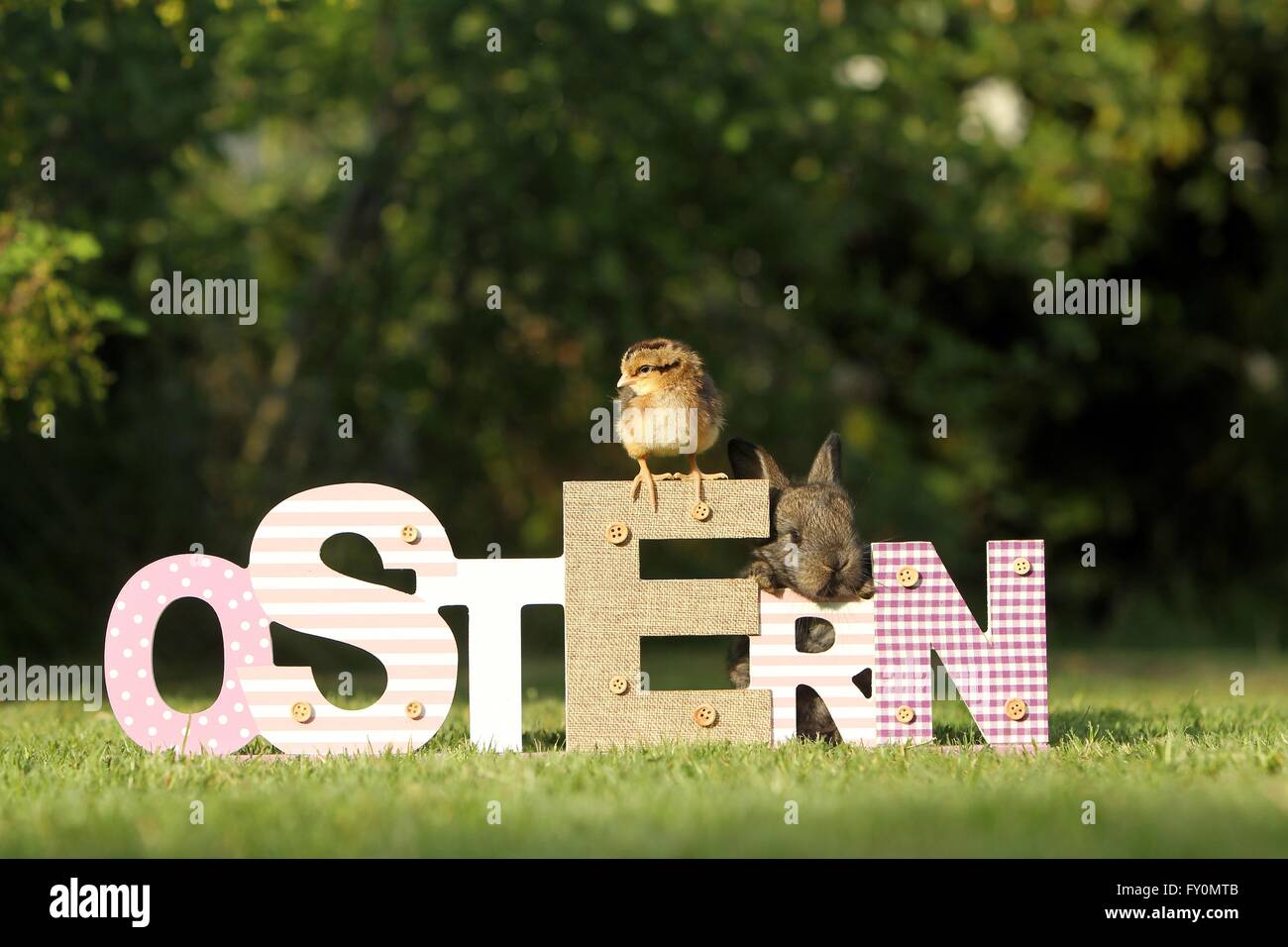 amici animali Foto Stock