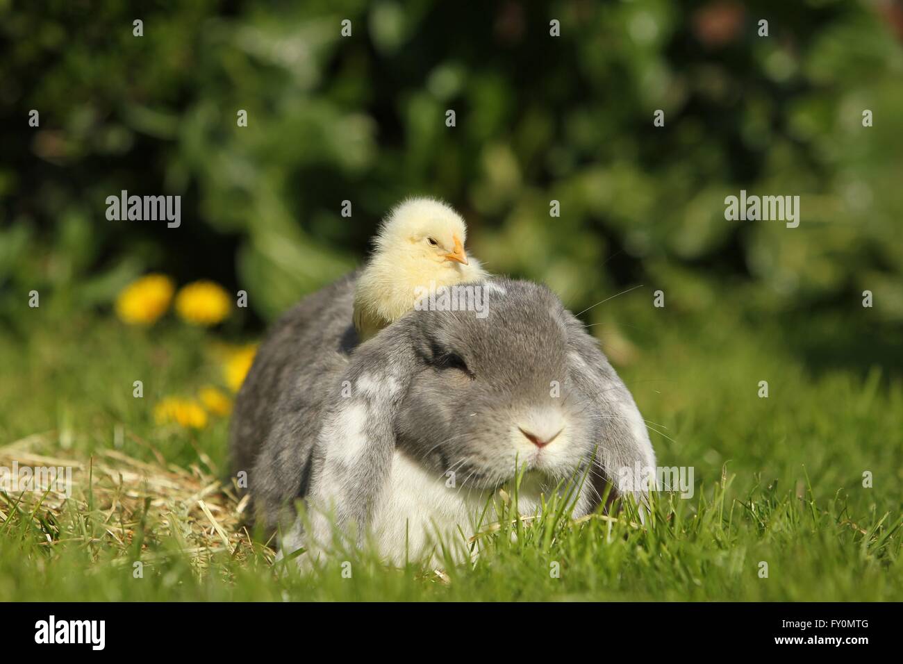 amici animali Foto Stock