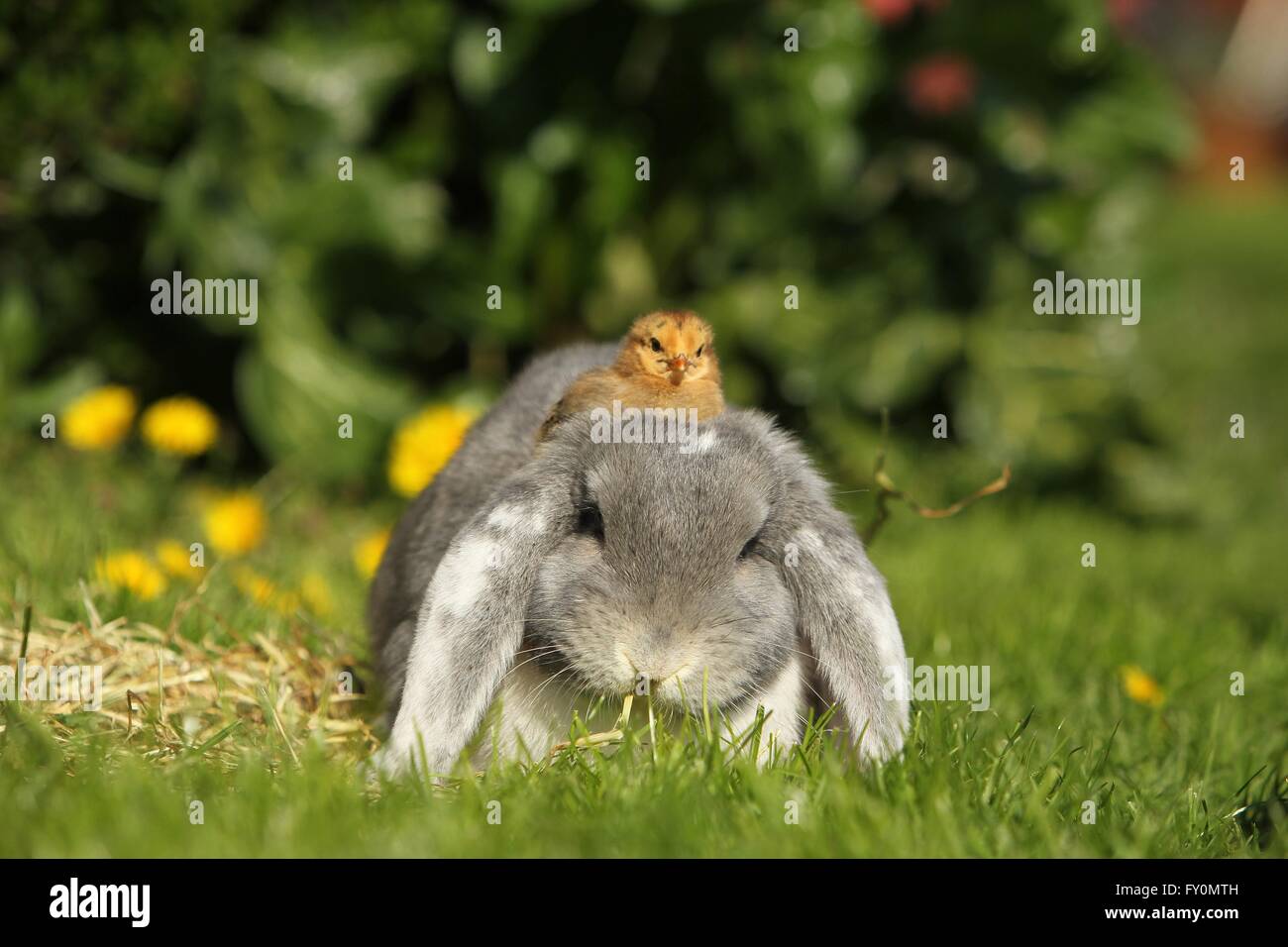 amici animali Foto Stock
