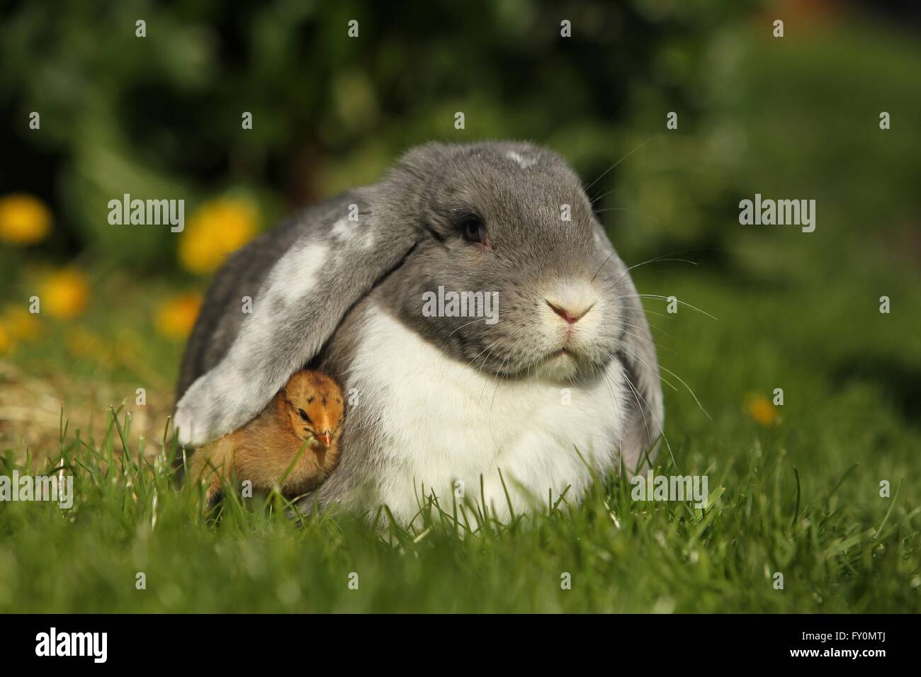 amici animali Foto Stock