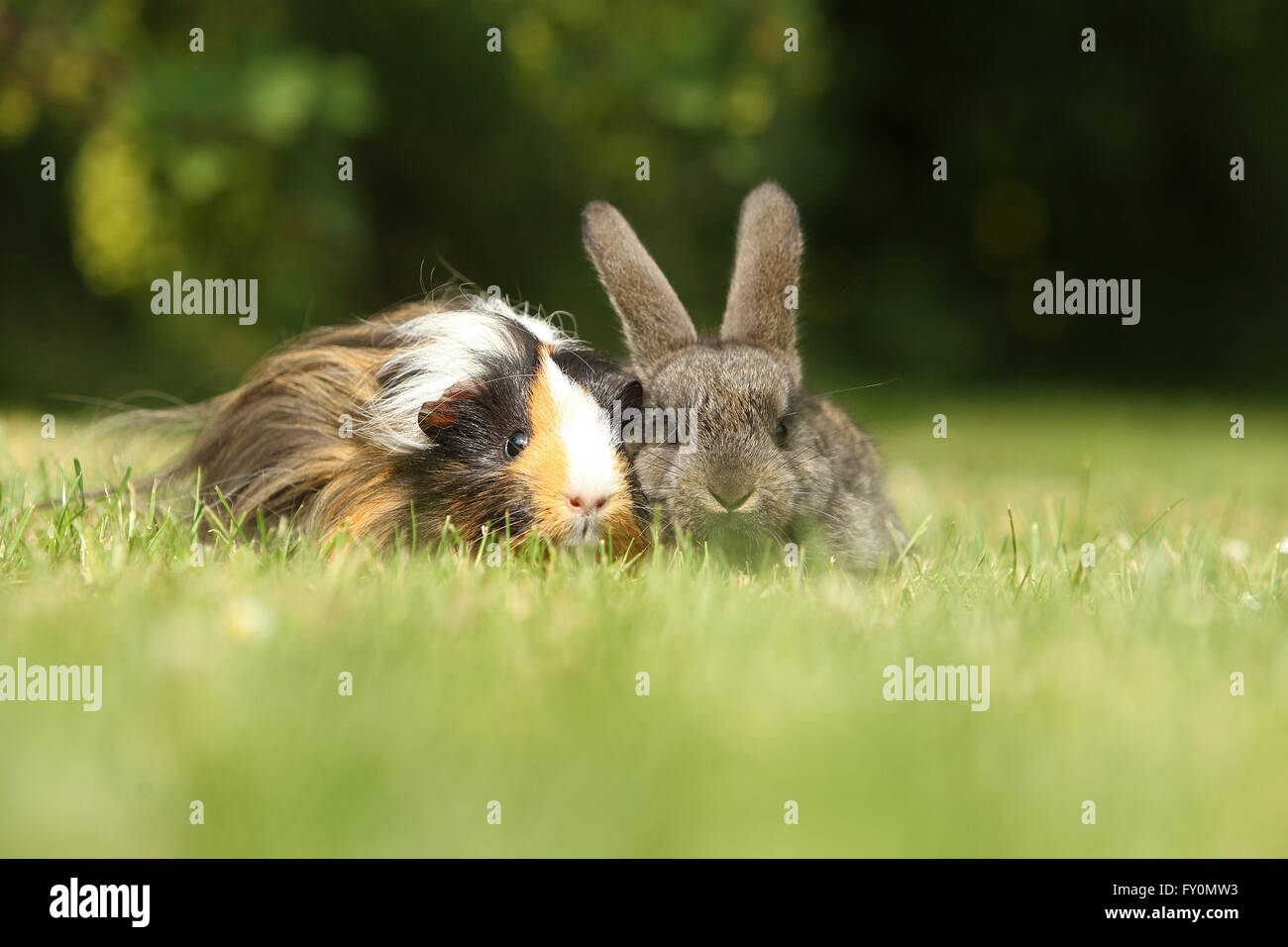 amici animali Foto Stock