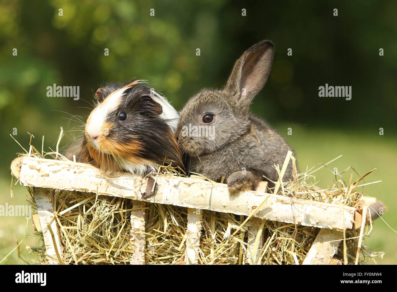 amici animali Foto Stock