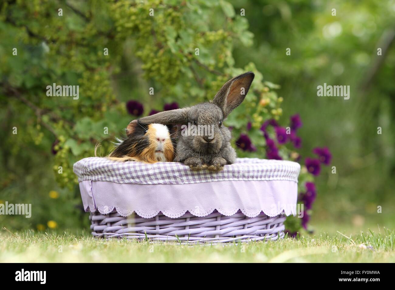 amici animali Foto Stock