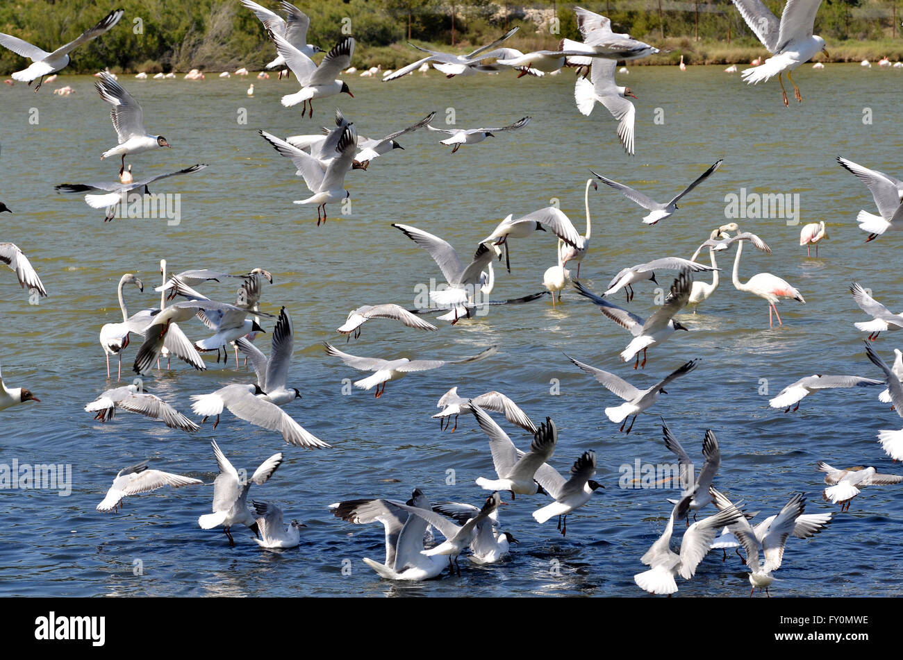 Numerosi gabbiani (Larus) volare su un laghetto con alcuni fenicotteri Foto Stock