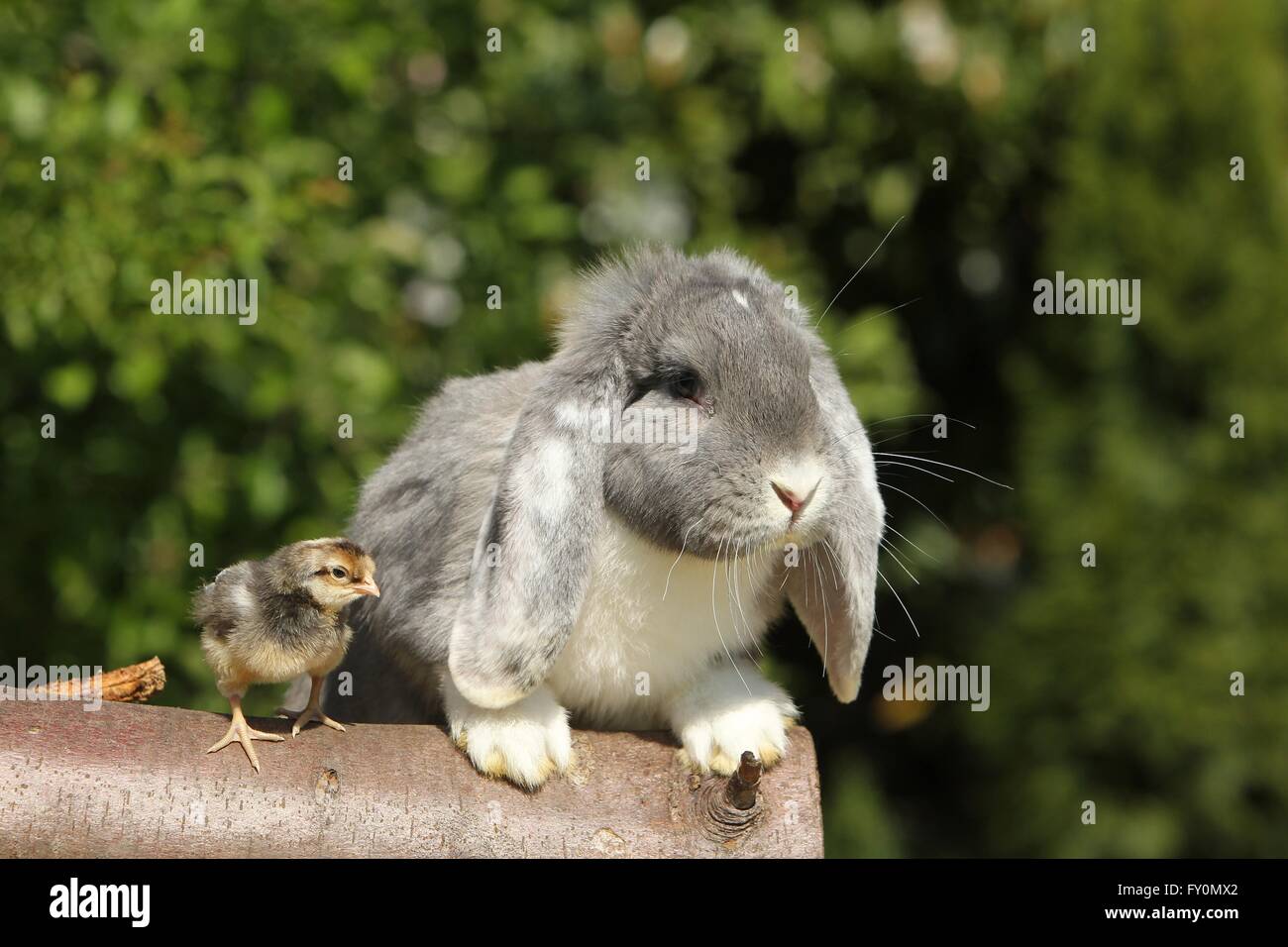amici animali Foto Stock