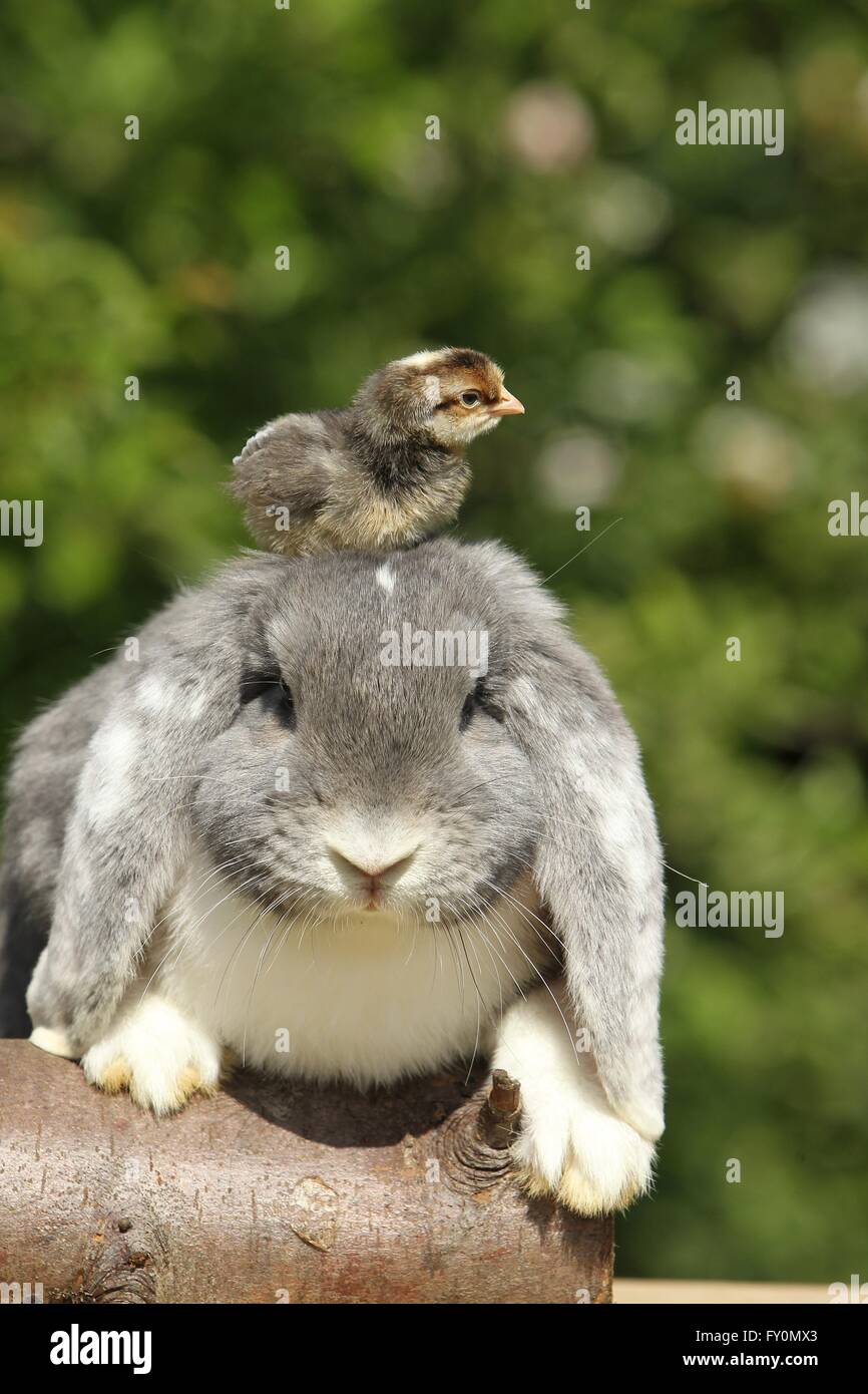 amici animali Foto Stock