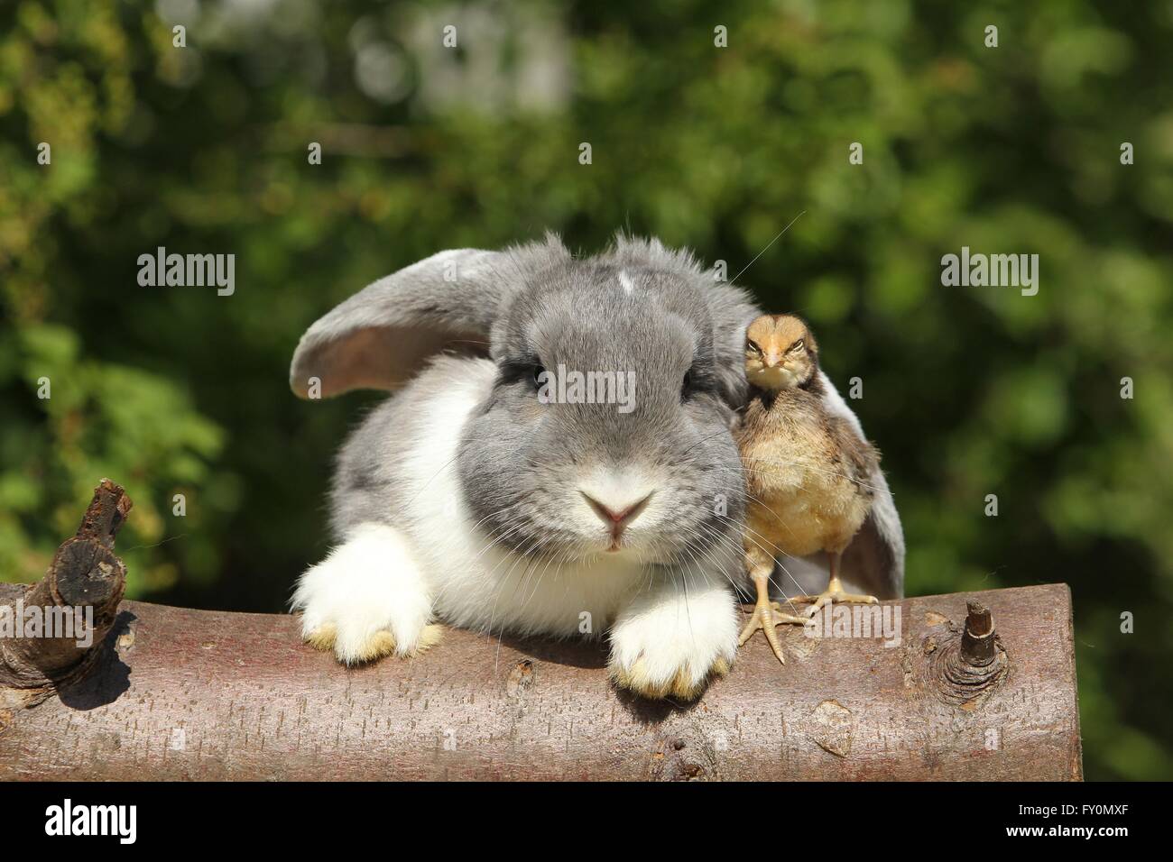 amici animali Foto Stock