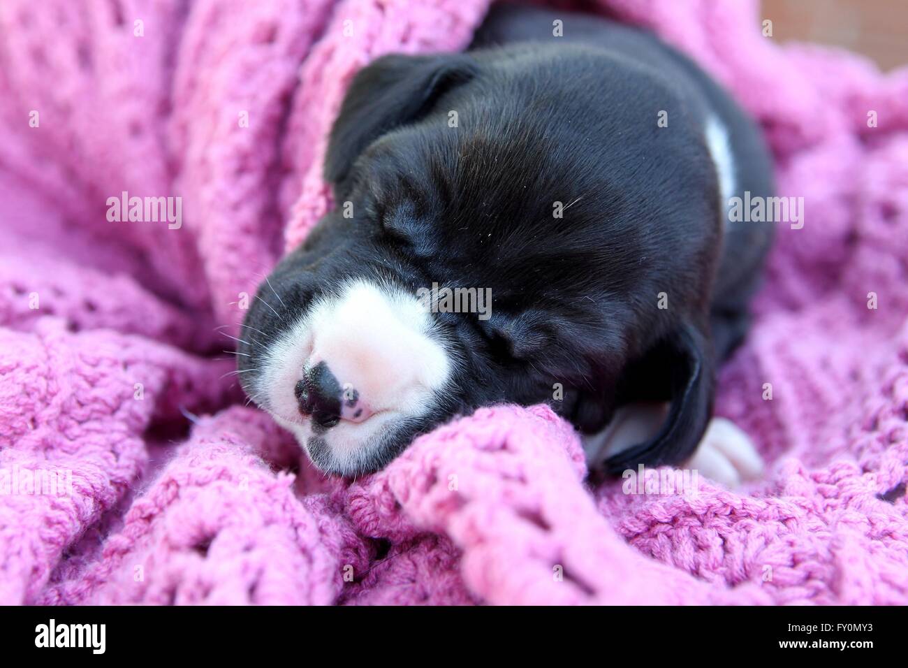 Cucciolo di cane appena nato immagini e fotografie stock ad alta