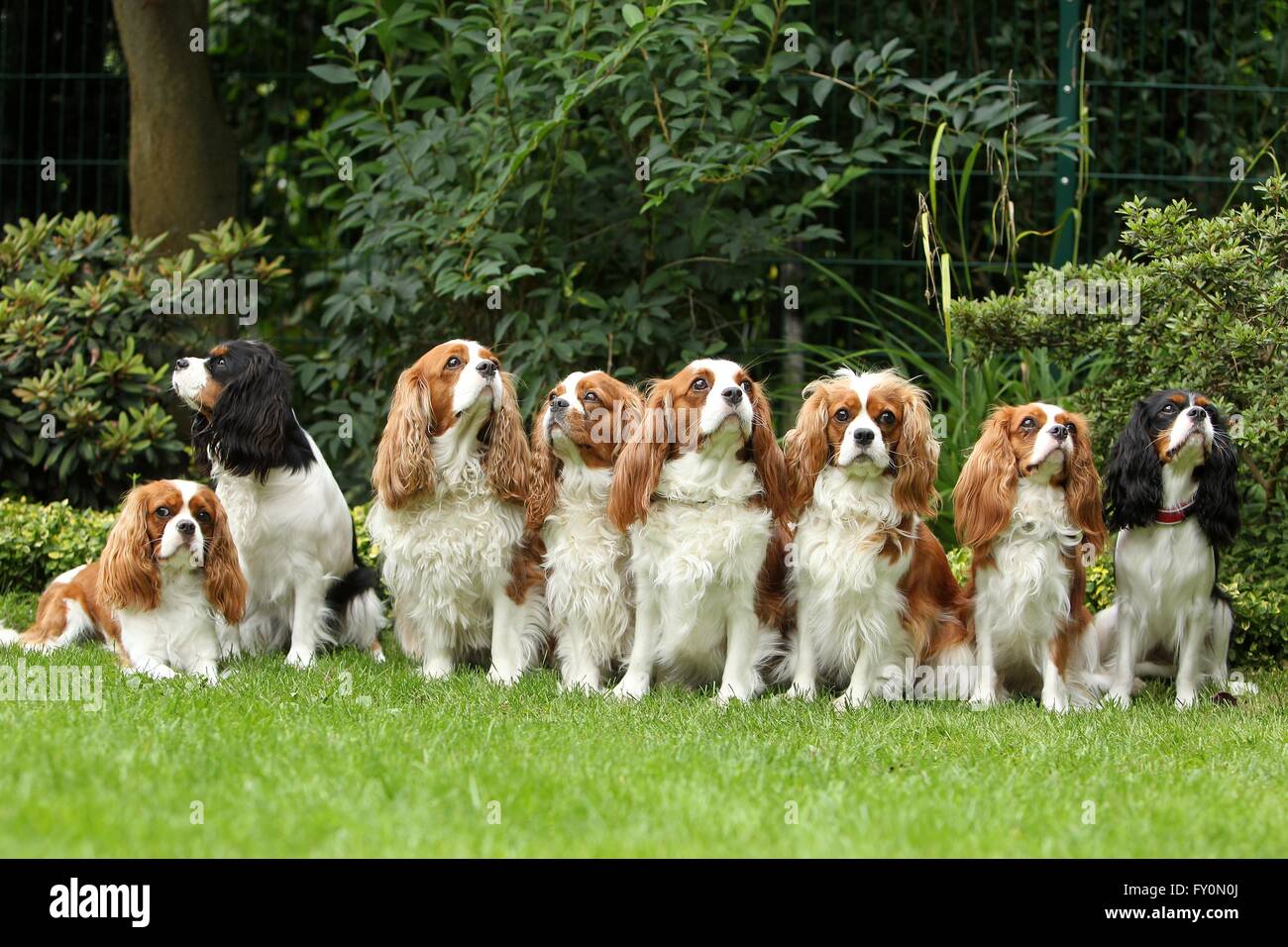 8 Cavalier King Charles Spaniel Foto Stock