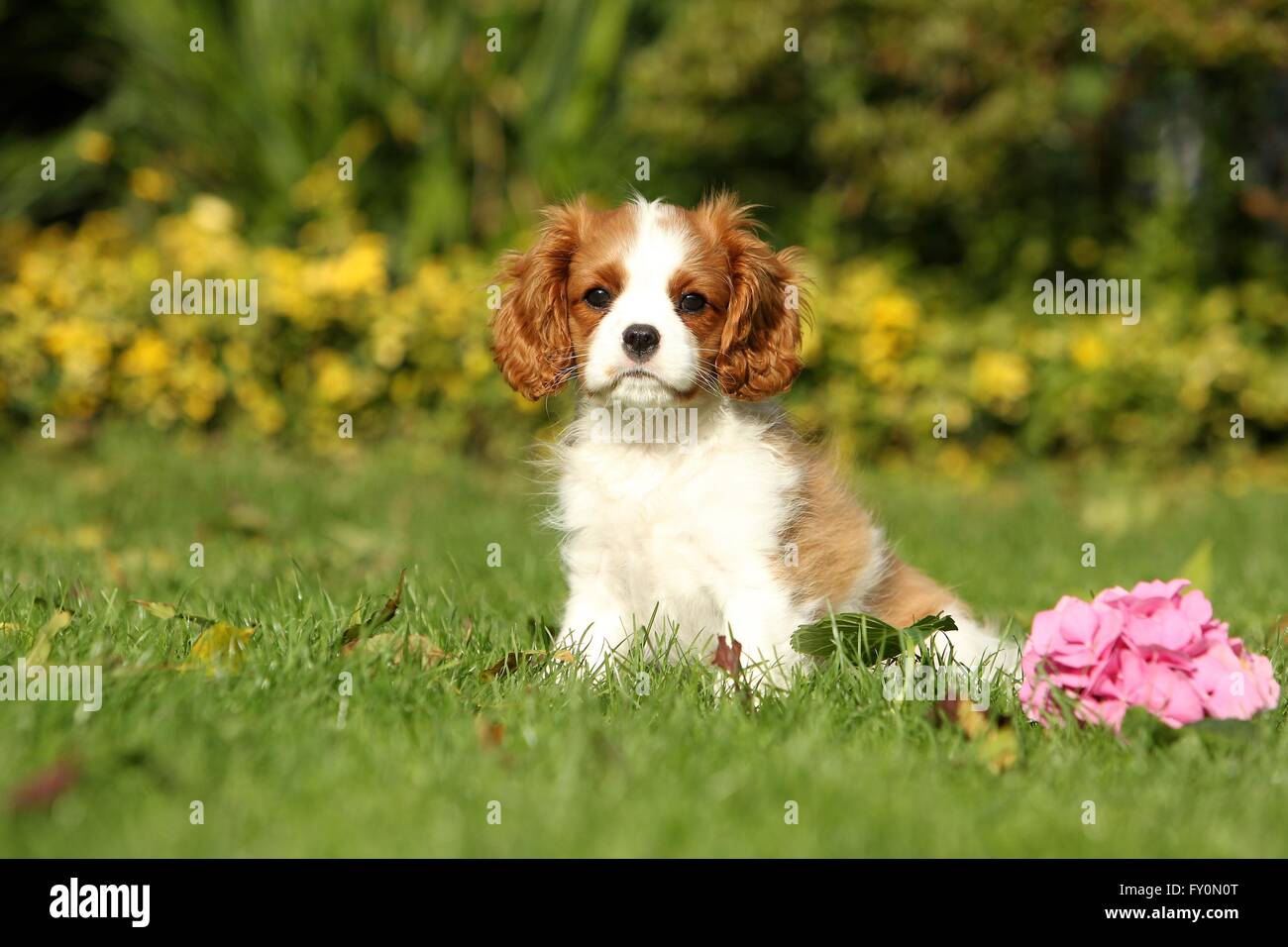 Cavalier King Charles Spaniel cucciolo Foto Stock