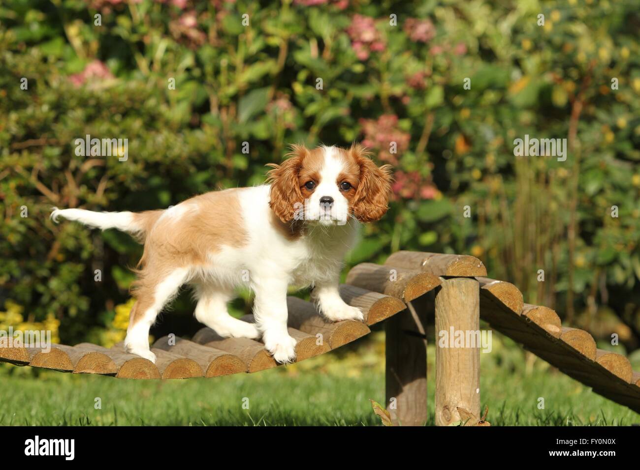 Cavalier King Charles Spaniel cucciolo Foto Stock