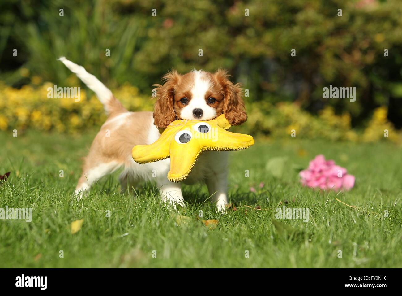 Cavalier King Charles Spaniel cucciolo Foto Stock