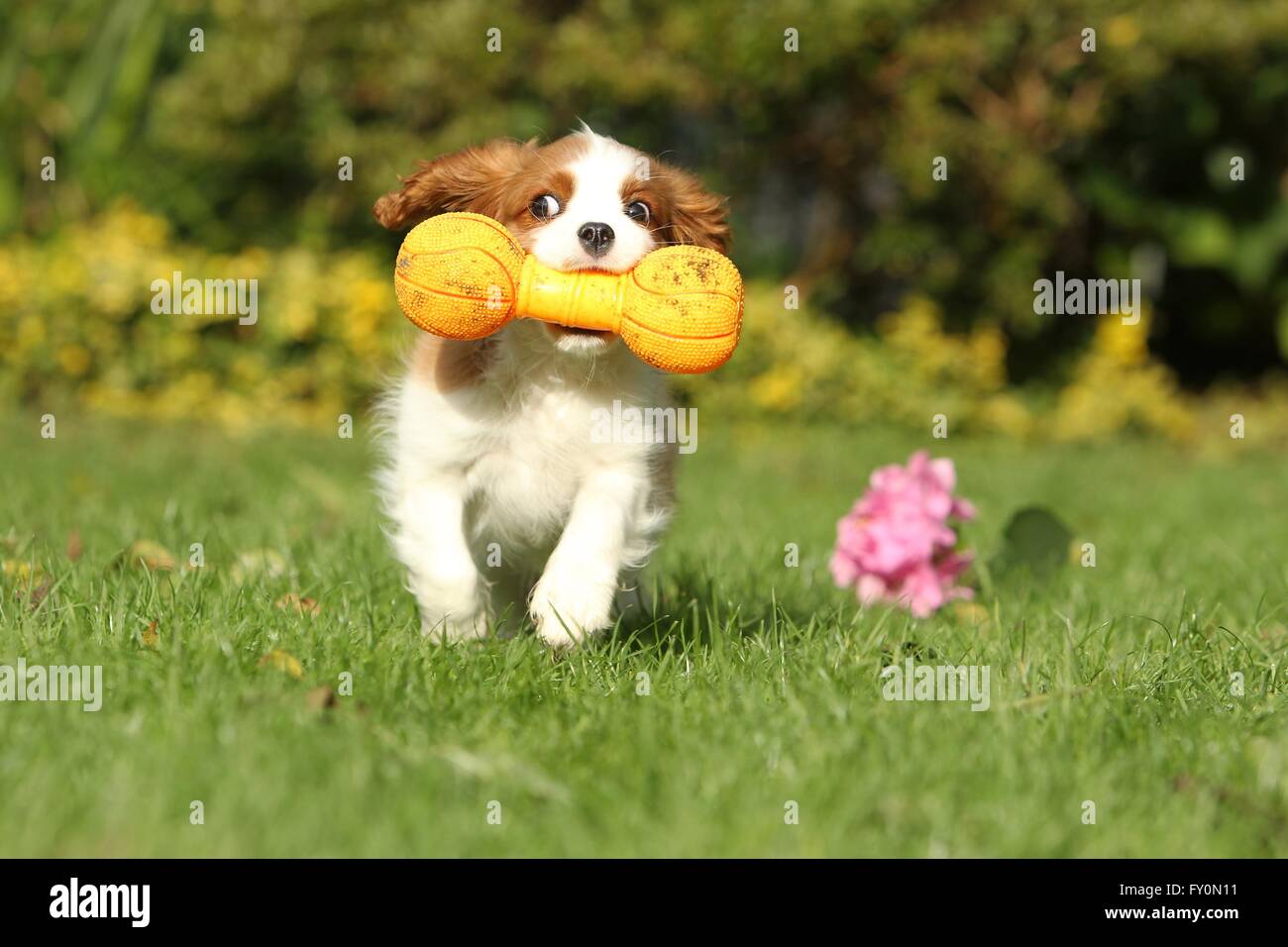 Cavalier King Charles Spaniel cucciolo Foto Stock