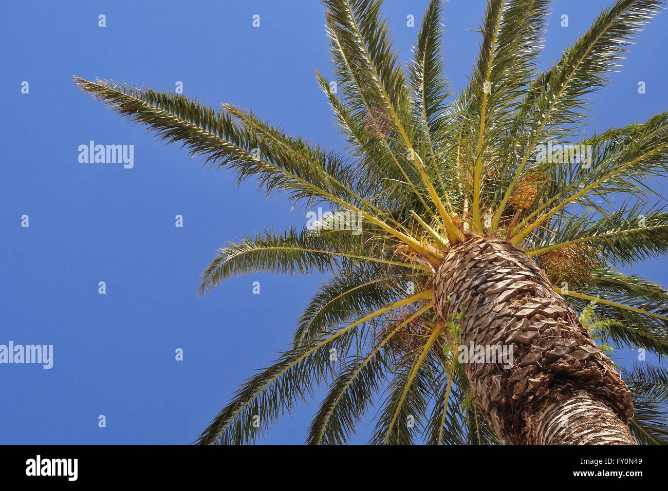 Palm Tree sul lato destro del telaio con cielo blu su sfondo Foto Stock