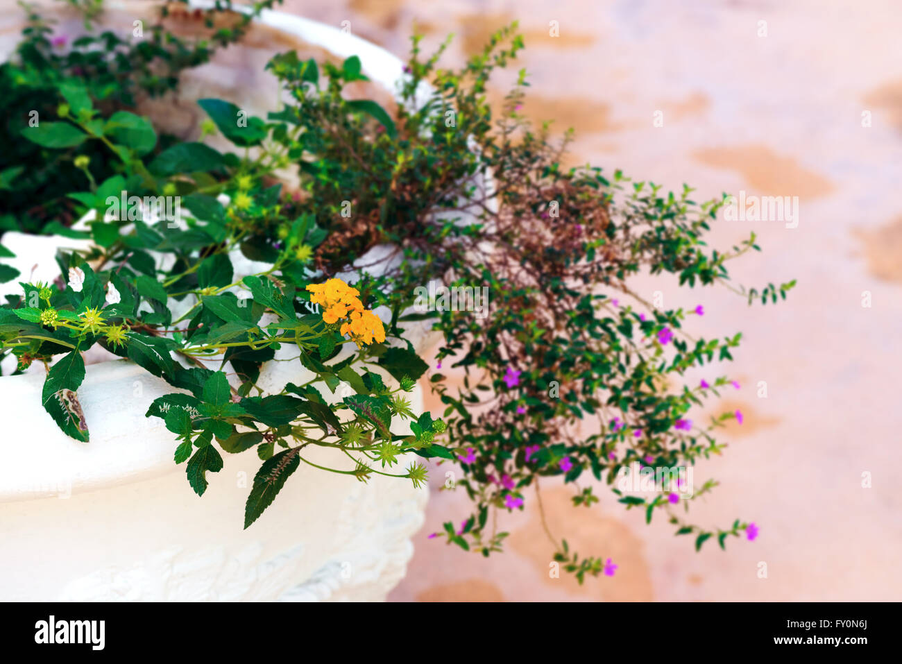 Patio fiori e erbe pot bianco all'aperto Foto Stock