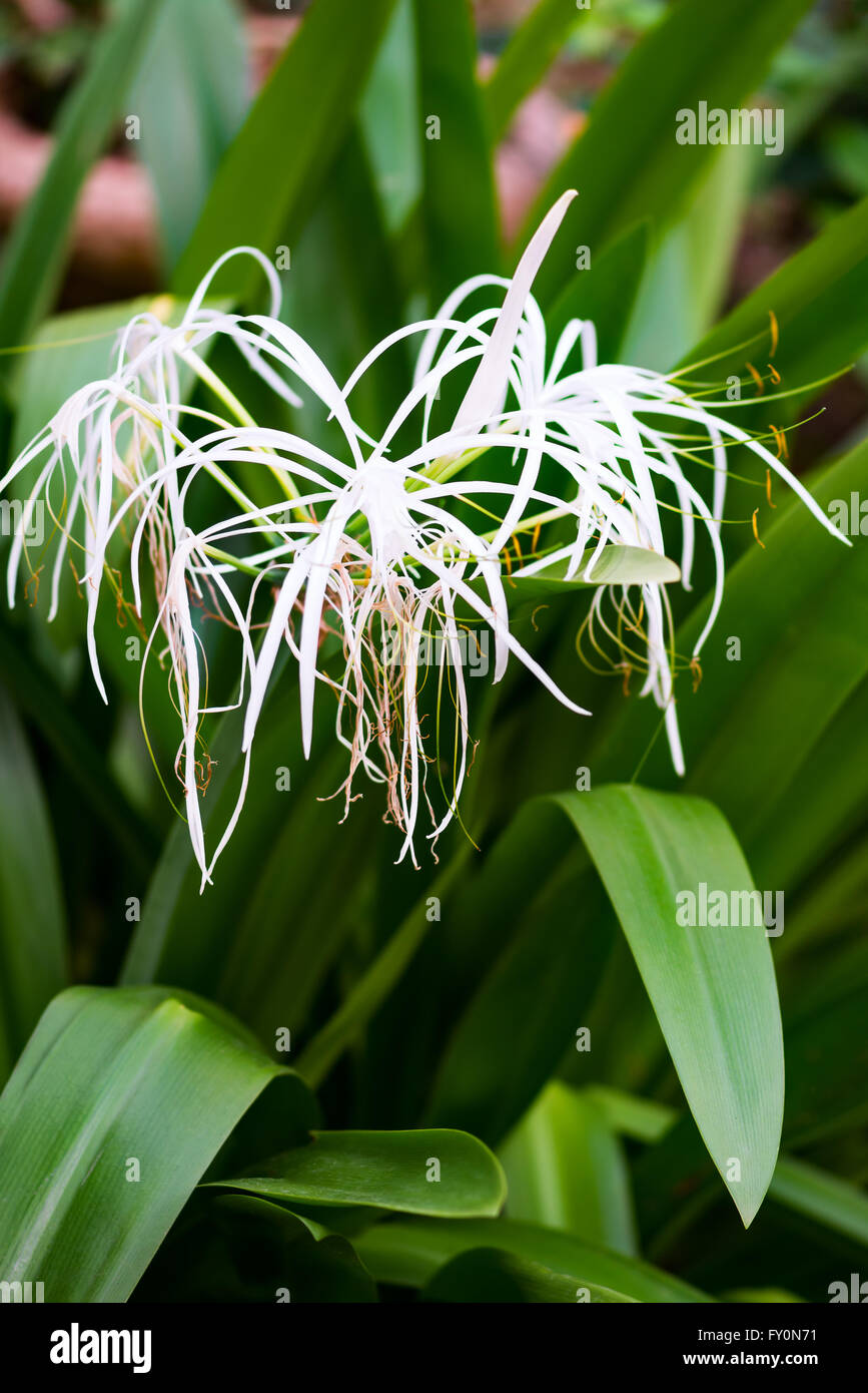 Ragno giglio bianco pieno di piante del giardino all'aperto Foto Stock