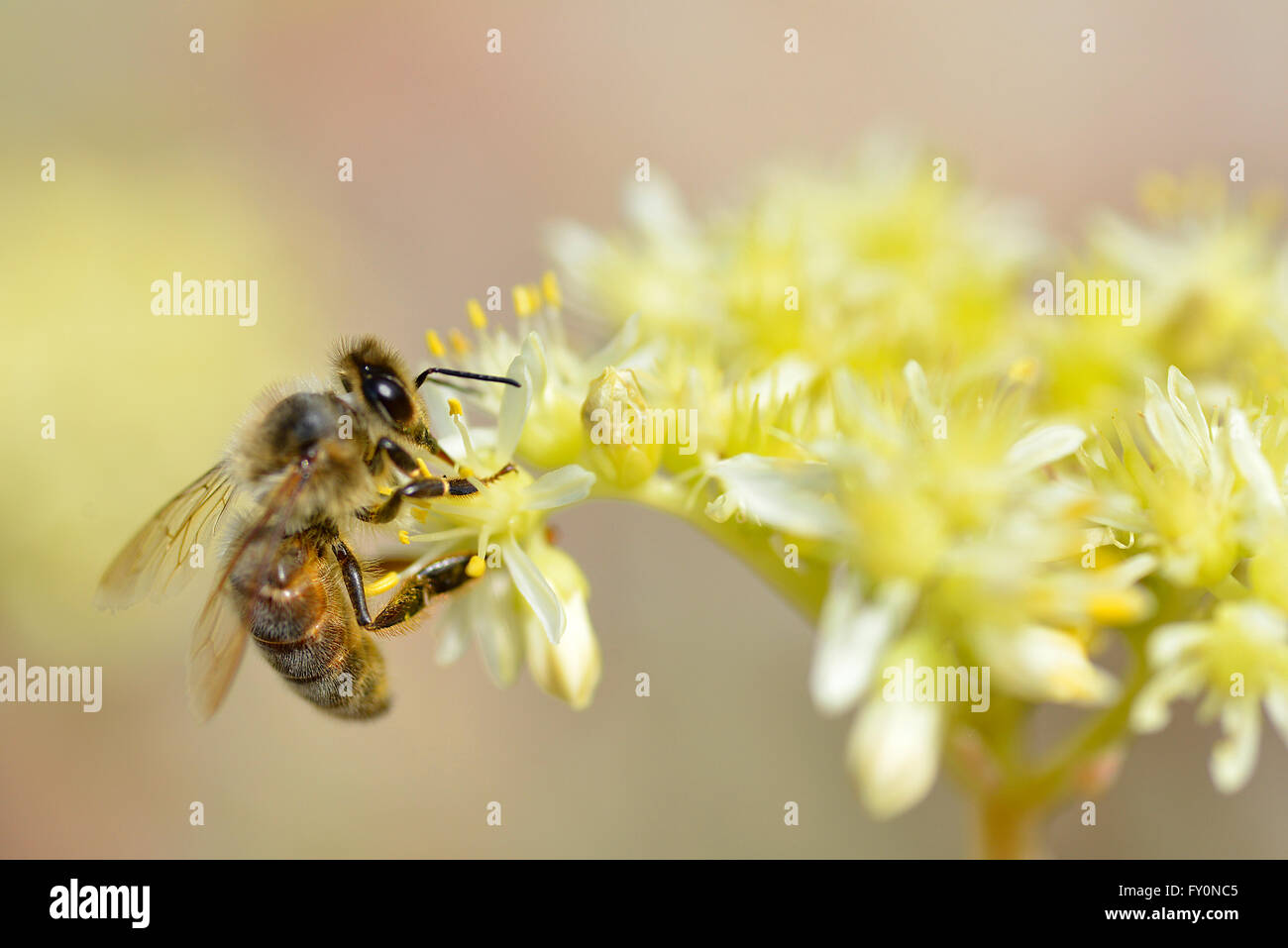 Macro di miele delle api (Apis) alimentazione sul fiore giallo visto dal profilo Foto Stock