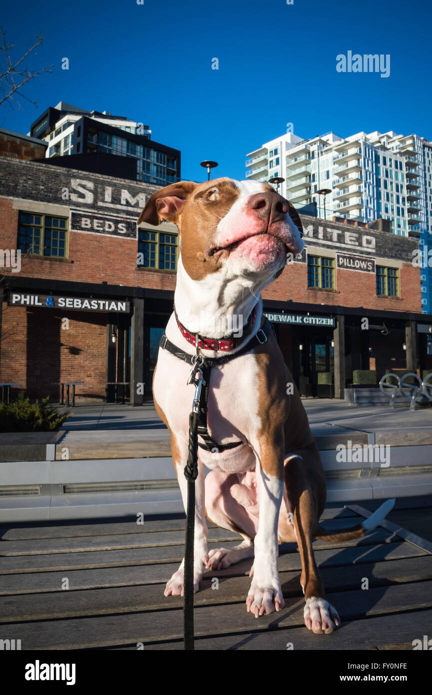 Pit bull tipo razza cane, East Village, Calgary, Alberta, Canada Foto Stock